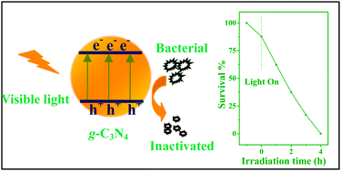 Graphical abstract: Metal-free disinfection effects induced by graphitic carbon nitride polymers under visible light illumination