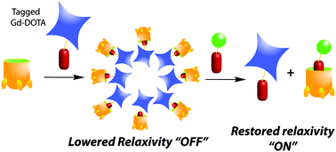 Graphical abstract: Non-covalent self assembly controls the relaxivity of magnetically active guests