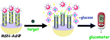 Graphical abstract: Bioresponsive controlled release from mesoporous silica nanocontainers with glucometer readout