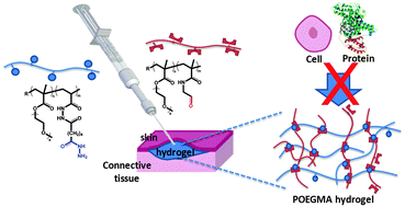 Graphical abstract: Injectable and tunable poly(ethylene glycol) analogue hydrogels based on poly(oligoethylene glycol methacrylate)
