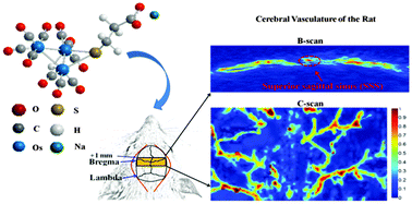 Graphical abstract: Organometallic carbonyl clusters: a new class of contrast agents for photoacoustic cerebral vascular imaging