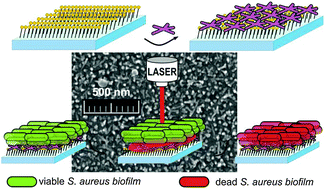 Graphical abstract: Self-assembled monolayers of gold nanostars: a convenient tool for near-IR photothermal biofilm eradication