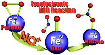 Graphical abstract: An isoelectronic NO dioxygenase reaction using a nonheme iron(iii)-peroxo complex and nitrosonium ion