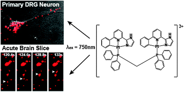 Graphical abstract: A lysosome-specific two-photon phosphorescent binuclear cyclometalated platinum(ii) probe for in vivo imaging of live neurons