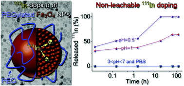 Graphical abstract: In situ 111In-doping for achieving biocompatible and non-leachable 111In-labeled Fe3O4 nanoparticles