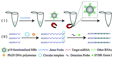 Graphical abstract: Direct detection of circulating microRNAs in serum of cancer patients by coupling protein-facilitated specific enrichment and rolling circle amplification