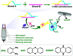 Graphical abstract: An omega-like DNA nanostructure utilized for small molecule introduction to stimulate formation of DNAzyme–aptamer conjugates