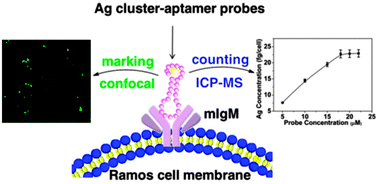 Graphical abstract: Spatially marking and quantitatively counting membrane immunoglobulin M in live cells via Ag cluster–aptamer probes