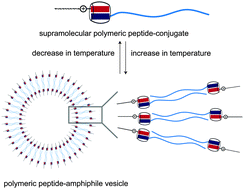 Graphical abstract: Supramolecular polymeric peptide amphiphile vesicles for the encapsulation of basic fibroblast growth factor