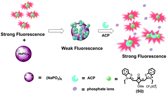 Graphical abstract: A colorimetric and near-infrared fluorescent probe with high sensitivity and selectivity for acid phosphatase and inhibitor screening