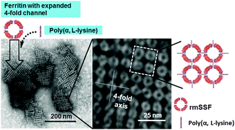 Graphical abstract: 2D square arrays of protein nanocages through channel-directed electrostatic interactions with poly(α, l-lysine)