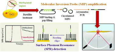 Graphical abstract: Molecular inversion probe-based SPR biosensing for specific, label-free and real-time detection of regional DNA methylation