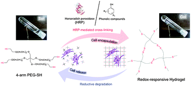 Graphical abstract: Enzymatic preparation of a redox-responsive hydrogel for encapsulating and releasing living cells