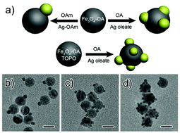 Graphical abstract: Fe3O4–Ag heterostructure nanocrystals with tunable Ag domains and magnetic properties