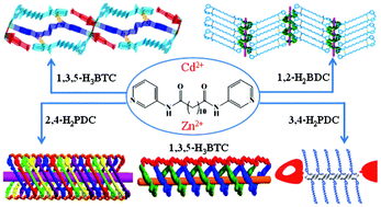 Graphical abstract: Structure-directing roles of auxiliary polycarboxylate ligands in the formation of Zn(ii) and Cd(ii) coordination polymers based on a flexible N,N′-di(3-pyridyl)dodecanediamide