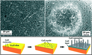 Graphical abstract: CuO nanowire growth on Cu2O by in situ thermal oxidation in air