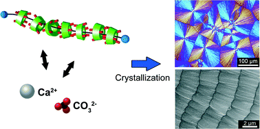 Graphical abstract: Supramolecular effects on formation of CaCO3 thin films on a polymer matrix