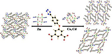 Graphical abstract: Syntheses, structures and luminescence properties of three metal–organic frameworks based on 5-(4-(2H-tetrazol-5-yl)phenoxy)isophthalic acid