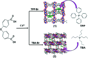 Graphical abstract: Organic templates promoted photocatalytic and photoluminescent properties between two coordination polymers