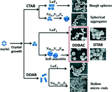 Graphical abstract: Tuning lanthanide ion-doped upconversion nanocrystals with different shapes via a one-pot cationic surfactant-assisted hydrothermal strategy