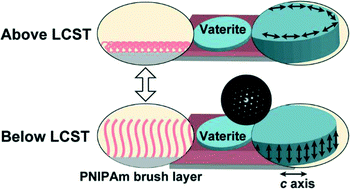 Graphical abstract: Morphology tuning in the formation of vaterite crystal thin films with thermoresponsive poly(N-isopropylacrylamide) brush matrices