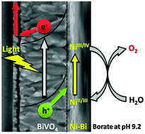 Graphical abstract: Solar water oxidation using nickel-borate coupled BiVO4 photoelectrodes
