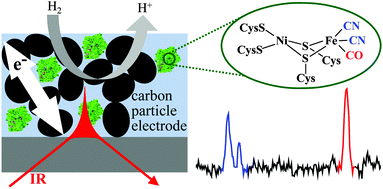 Graphical abstract: Attenuated total reflectance infrared spectroelectrochemistry at a carbon particle electrode; unmediated redox control of a [NiFe]-hydrogenase solution