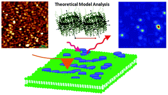 Graphical abstract: Combined topographic, spectroscopic, and model analyses of inhomogeneous energetic coupling of linear light harvesting complex II aggregates in native photosynthetic membranes