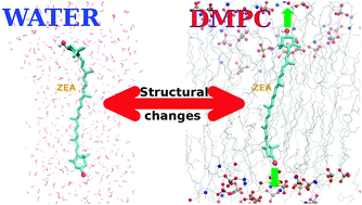 Graphical abstract: Conformational changes of β-carotene and zeaxanthin immersed in a model membrane through atomistic molecular dynamics simulations