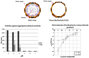 Graphical abstract: Impact of the virus purification protocol on aggregation and electrokinetics of MS2 phages and corresponding virus-like particles