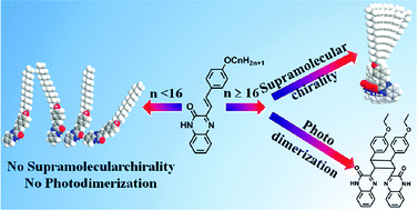 Graphical abstract: Interfacial assembly of amphiphilic styrylquinoxalines: alkyl chain length tunable topochemical reactions and supramolecular chirality