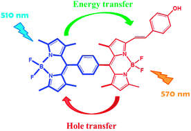 Graphical abstract: Photoinduced energy and charge transfer in a p-phenylene-linked dyad of boron dipyrromethene and monostyryl boron dipyrromethene