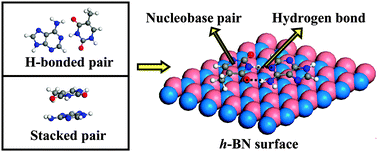 Graphical abstract: Adsorption of nucleobase pairs on hexagonal boron nitride sheet: hydrogen bonding versus stacking