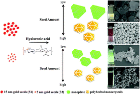 Graphical abstract: Biopolymer coated gold nanocrystals prepared using the green chemistry approach and their shape-dependent catalytic and surface-enhanced Raman scattering properties