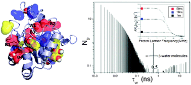 Graphical abstract: The water R1(ω) NMRD profiles of a hydrated protein from molecular dynamics simulation