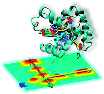 Graphical abstract: Ligand migration through hemeprotein cavities: insights from laser flash photolysis and molecular dynamics simulations