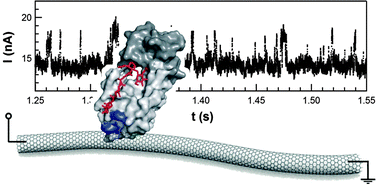 Graphical abstract: Single molecule recordings of lysozyme activity