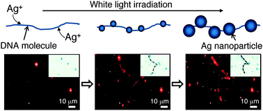 Graphical abstract: Plasmonic staining of DNA molecules with photo-induced Ag nanoparticles monitored using dark-field microscopy