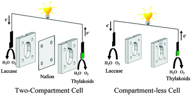 Graphical abstract: High performance thylakoid bio-solar cell using laccase enzymatic biocathodes