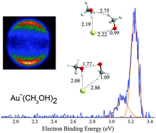 Graphical abstract: Hydrogen bonding in microsolvation: photoelectron imaging and theoretical studies on Aux−–(H2O)n and Aux−–(CH3OH)n (x = 1, 2; n = 1, 2) complexes
