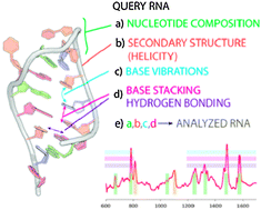 Graphical abstract: Deconstructing RNA: optical measurement of composition and structure