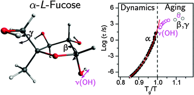Graphical abstract: Glassy dynamics and physical aging in fucose saccharides as studied by infrared- and broadband dielectric spectroscopy