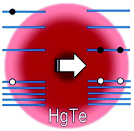 Graphical abstract: Multiple exciton generation and ultrafast exciton dynamics in HgTe colloidal quantum dots