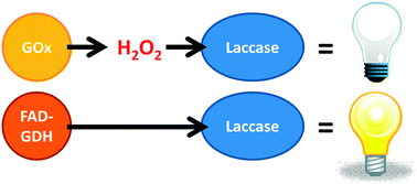 Graphical abstract: Hydrogen peroxide produced by glucose oxidase affects the performance of laccase cathodes in glucose/oxygen fuel cells: FAD-dependent glucose dehydrogenase as a replacement