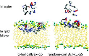 Graphical abstract: Effect of the structural difference between Bax-α5 and Bcl-xL-α5 on their interactions with lipid bilayers