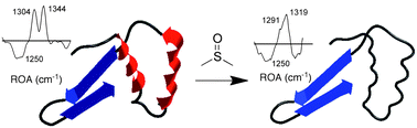 Graphical abstract: Selective DMSO-induced conformational changes in proteins from Raman optical activity