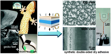 Graphical abstract: A gecko-inspired double-sided adhesive