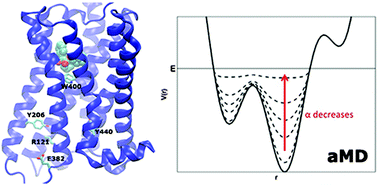 Graphical abstract: Free energy landscape of G-protein coupled receptors, explored by accelerated molecular dynamics