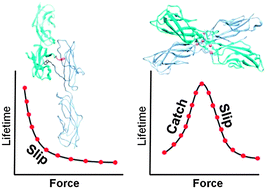 Graphical abstract: Biomechanics of cell adhesion: how force regulates the lifetime of adhesive bonds at the single molecule level