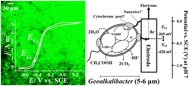 Graphical abstract: High current density via direct electron transfer by the halophilic anode respiring bacterium Geoalkalibacter subterraneus